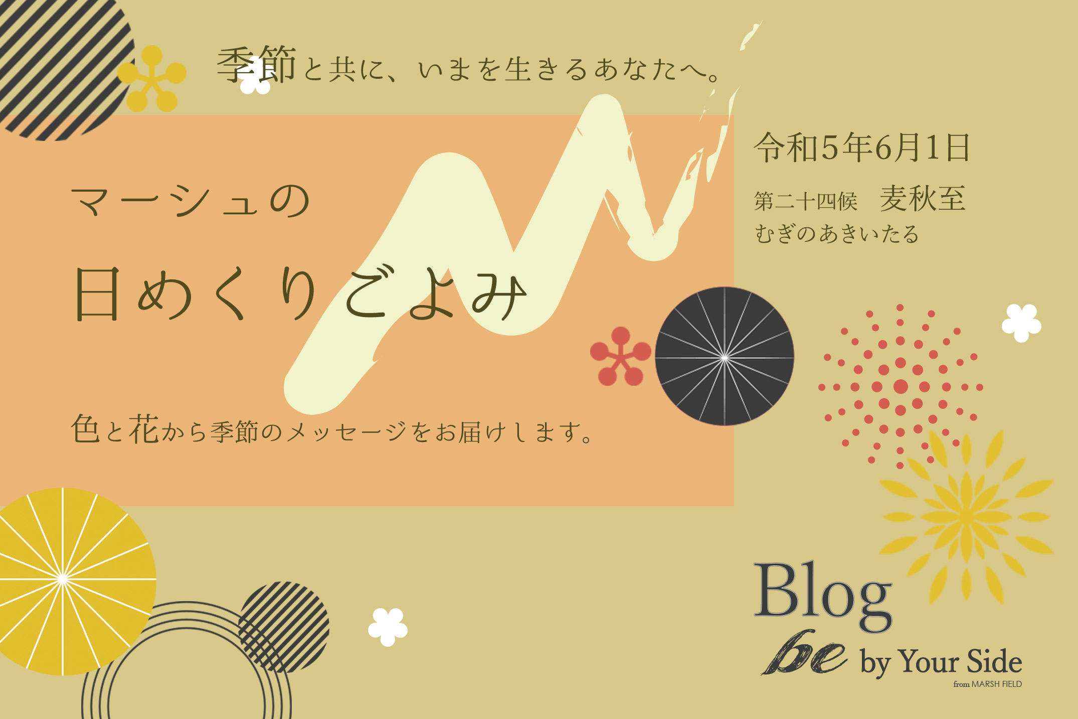 マーシュの日めくりごよみ✾麦秋至（むぎのあきいたる）