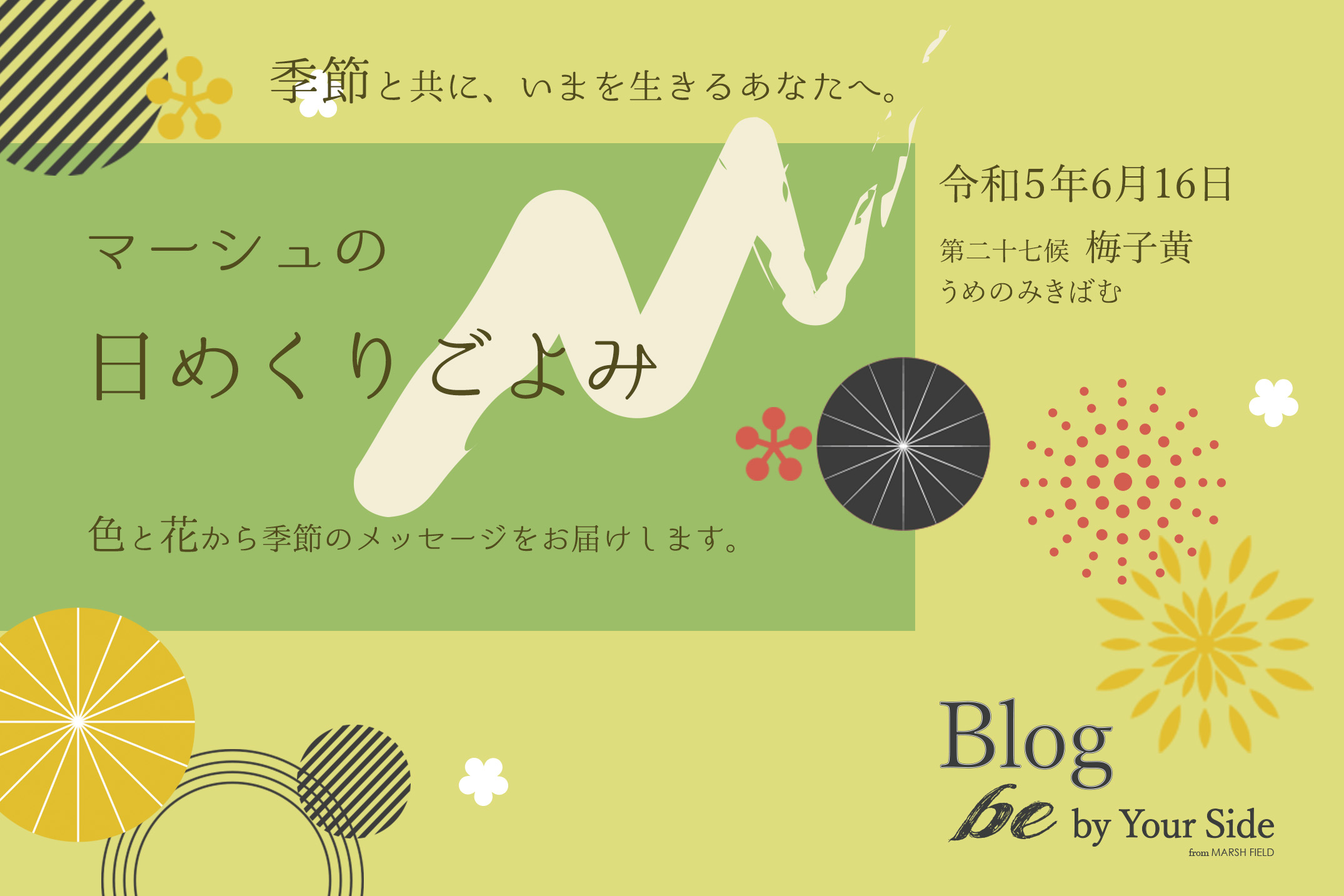 マーシュの日めくりごよみ✾梅子黄(うめのみきばむ)